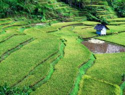 Tahun ini, 1.000 Ha Sawah di Sumedang Ditargetkan Masuk AUTP