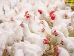 Sumedang Surplus Produksi Ayam Potong, Setahun Hasilkan 15,6 Juta Ekor
