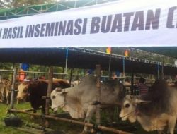 Diskanak Sumedang Berhasil Lakukan IB pada 10.520 Ekor Sapi