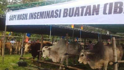 Diskanak Sumedang Berhasil Lakukan IB pada 10.520 Ekor Sapi