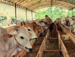 Kabupaten Sumedang Berpotensi Kembangkan Sektor Usaha Peternakan