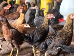 Pemkab Sumedang Salurkan Bantuan Ayam Ternak Bagi KK Miskin Ekstrem
