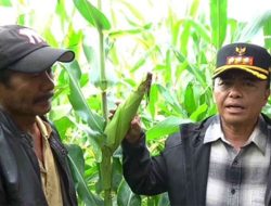Kunjungi Kebun Jagung, Pj Bupati Sumedang Janjikan 10 Ha per Desa untuk Musim Tanam Kedua