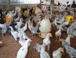 Diskanak Sumedang Distribusikan Bantuan Ayam Sentul